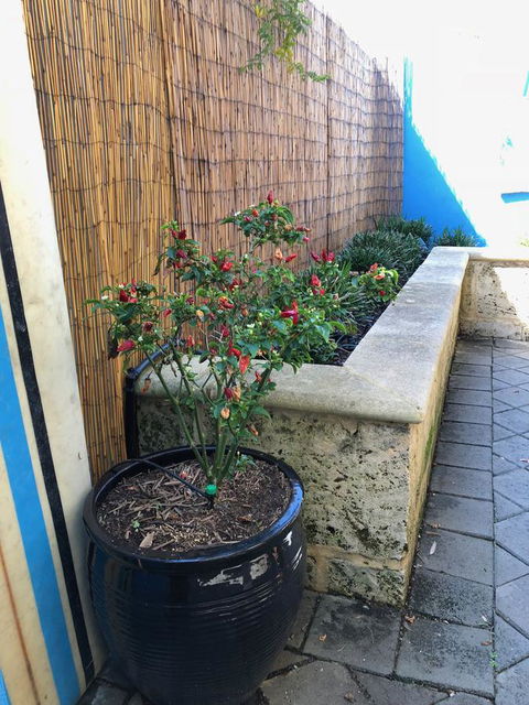 BeachHideaway@Scarborough - Accommodation Kalgoorlie 33