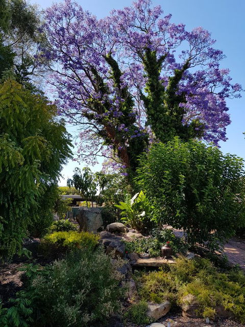 Jacaranda Hideaway Bed & Breakfast - Accommodation Kalgoorlie 10