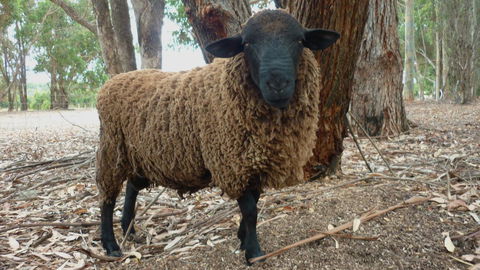 Margaret River Hideaway & Farmstay - Accommodation Kalgoorlie 27