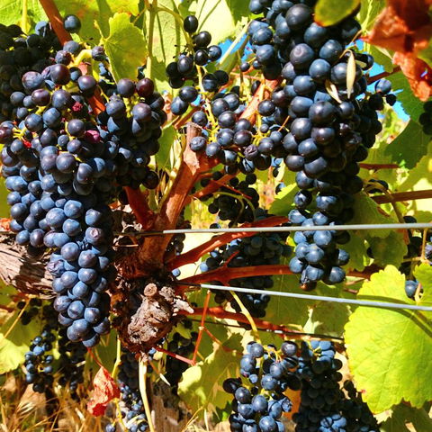 Hotham Ridge Estate - Accommodation Kalgoorlie 32