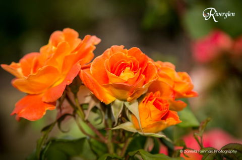 Riverglen Chalets - Accommodation Kalgoorlie 39