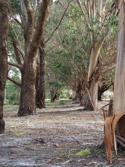 Riverside Retreat Chalets, Walpole - Accommodation Kalgoorlie 16
