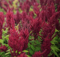 Dianella - Accommodation Kalgoorlie