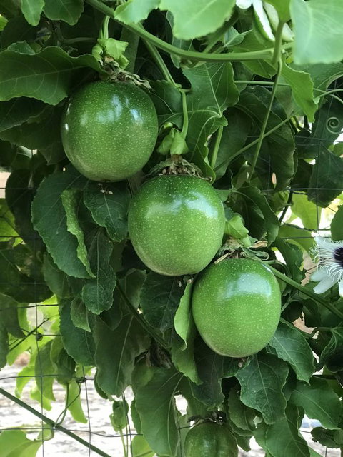 Cockburn Retreat Home æŸæ–¯æ‚ é–’æ°‘å®¿ - Accommodation Kalgoorlie 23