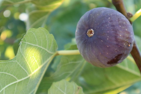 Cockburn Retreat Home æŸæ–¯æ‚ é–’æ°‘å®¿ - Accommodation Kalgoorlie 25