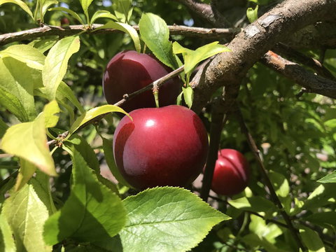 Cockburn Retreat Home æŸæ–¯æ‚ é–’æ°‘å®¿ - Accommodation Kalgoorlie 21