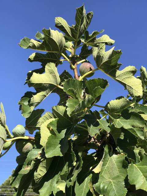 Cockburn Retreat Home æŸæ–¯æ‚ é–’æ°‘å®¿ - Accommodation Kalgoorlie 24