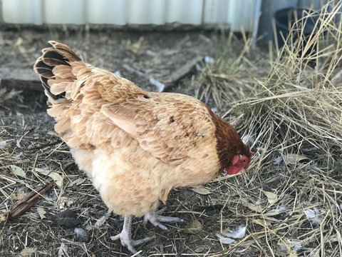 Cockburn Retreat Home æŸæ–¯æ‚ é–’æ°‘å®¿ - Accommodation Kalgoorlie 30