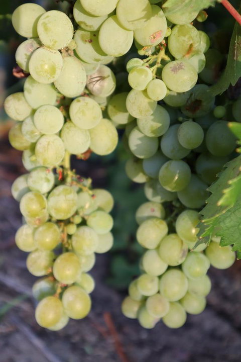 Cockburn Retreat Home æŸæ–¯æ‚ é–’æ°‘å®¿ - Accommodation Kalgoorlie 26