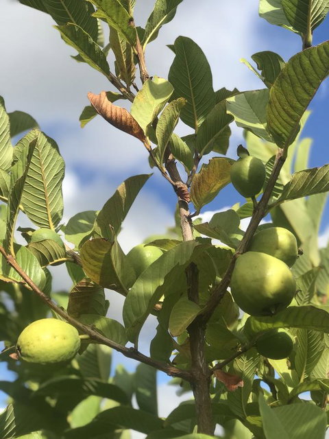 Cockburn Retreat Home æŸæ–¯æ‚ é–’æ°‘å®¿ - Accommodation Kalgoorlie 22