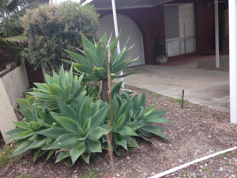 â˜… Stylish Family Home! â˜… - Accommodation Kalgoorlie 2