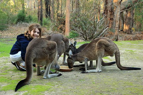 Yelverton Brook Conservation Sanctuary - Accommodation Kalgoorlie 5