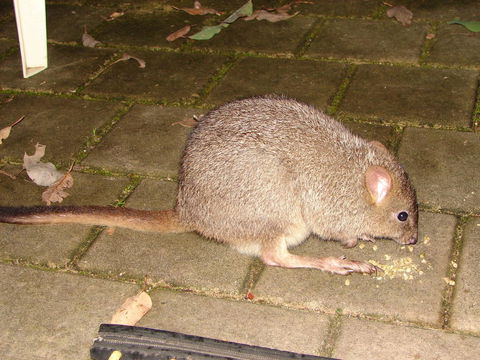 Yelverton Brook Conservation Sanctuary - Accommodation Kalgoorlie 37