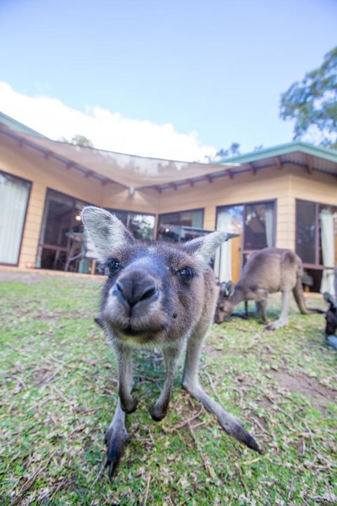Yelverton Brook Conservation Sanctuary - Accommodation Kalgoorlie 17