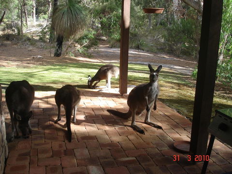 Yelverton Brook Conservation Sanctuary - Accommodation Kalgoorlie 22