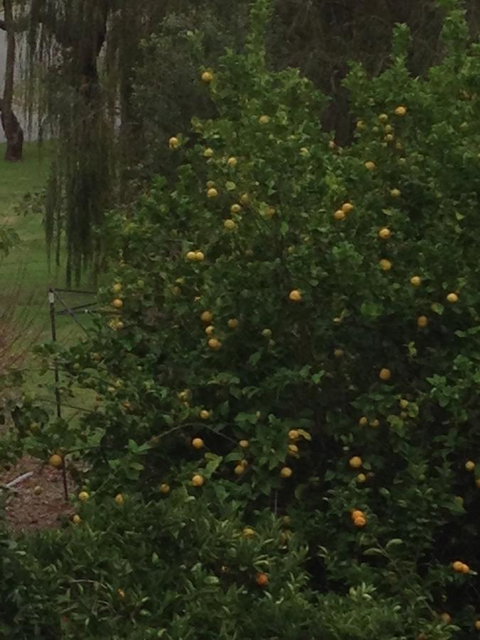 Bright & Beautiful Home On The Hills! - Accommodation Kalgoorlie 34