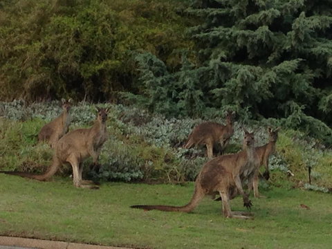 Bright & Beautiful Home On The Hills! - Accommodation Kalgoorlie 31