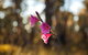 Amaroo Retreat & Spa - thumb 14