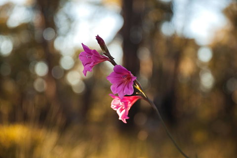 Amaroo Retreat & Spa - Accommodation Kalgoorlie 14