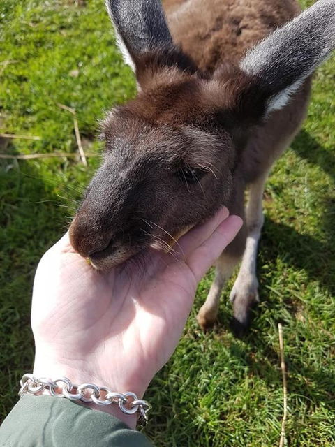 Balingup Highview Chalets - Accommodation Kalgoorlie 12
