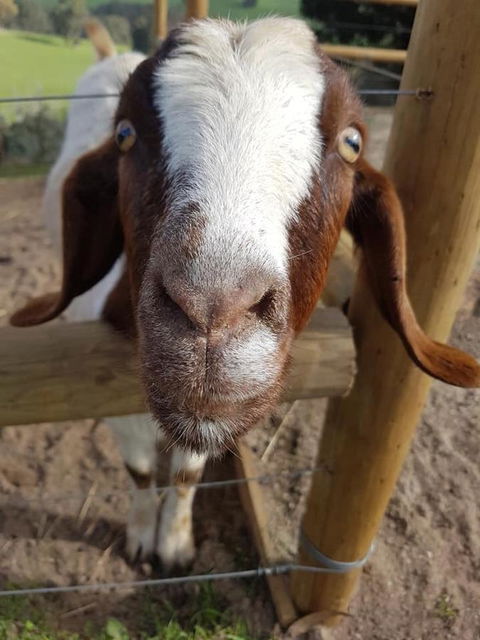 Balingup Highview Chalets - Accommodation Kalgoorlie 16