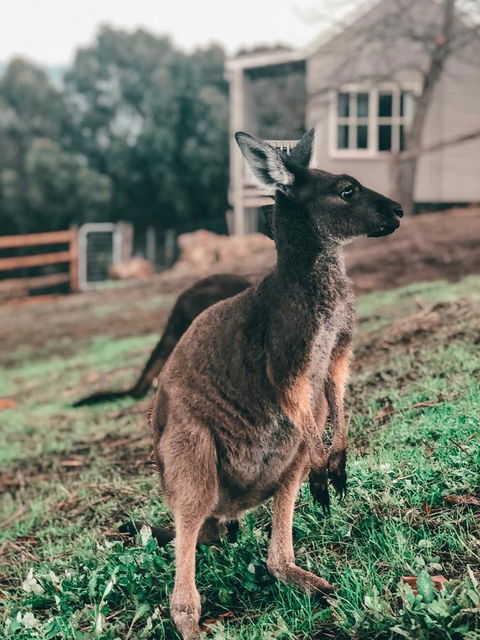 Balingup Highview Chalets - Accommodation Kalgoorlie 15