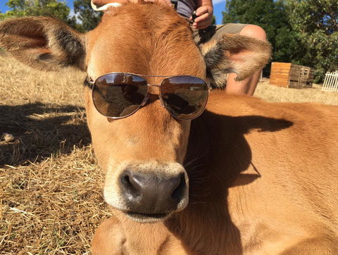 Balingup Highview Chalets - Accommodation Kalgoorlie 32