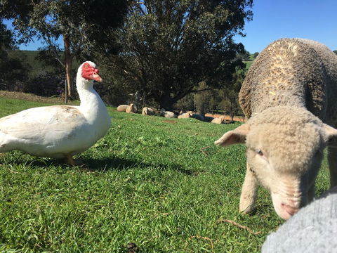 Balingup Highview Chalets - Accommodation Kalgoorlie 38