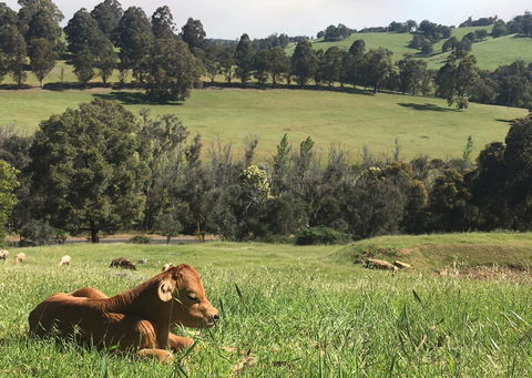 Balingup Highview Chalets - Accommodation Kalgoorlie 34