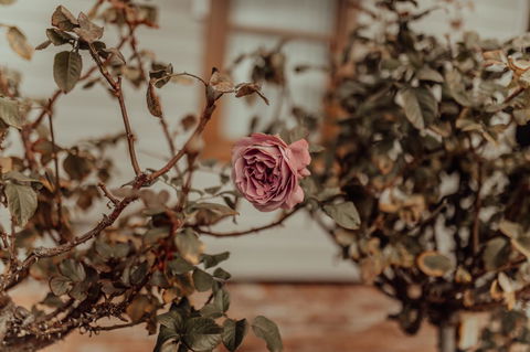 Bluebird Cottage - Accommodation Kalgoorlie 25