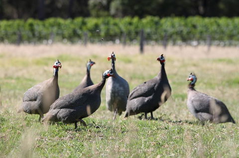 Windfall Estate Vineyard Cottage - Accommodation Kalgoorlie 27