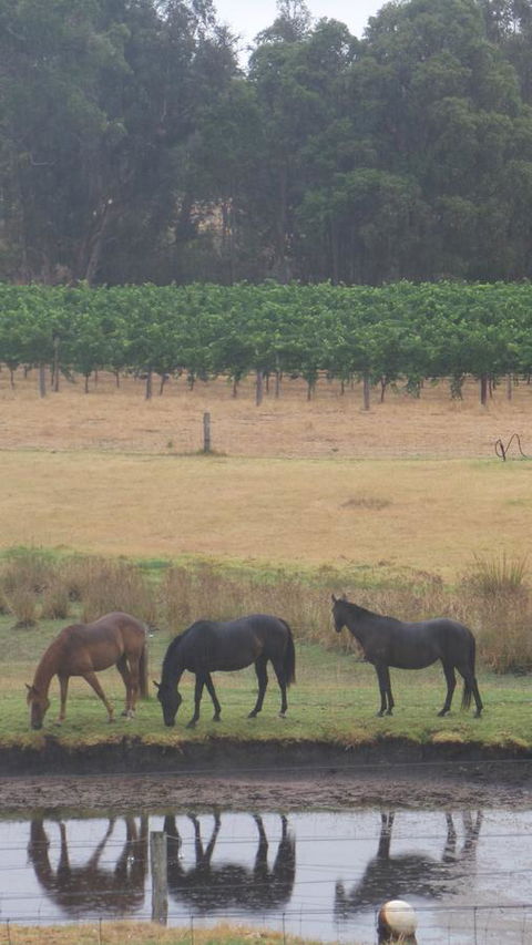 Windfall Estate Vineyard Cottage - Accommodation Kalgoorlie 26