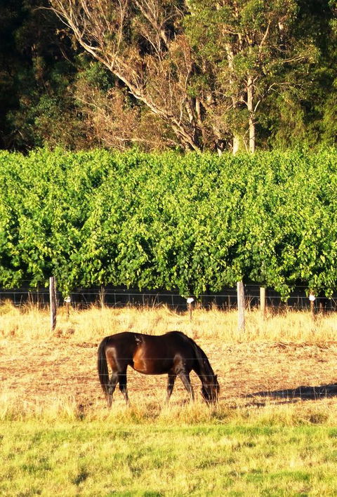 Windfall Estate Vineyard Cottage - Accommodation Kalgoorlie 18