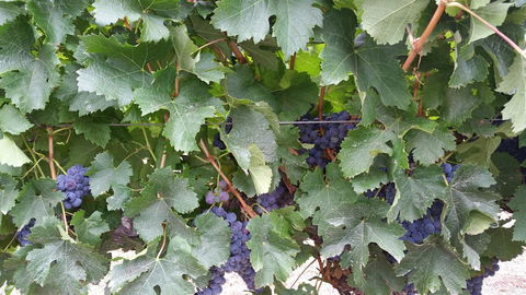 Windfall Estate Vineyard Cottage - Accommodation Kalgoorlie 29