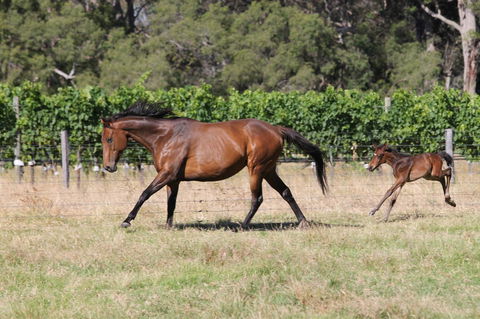 Windfall Estate Vineyard Cottage - Accommodation Kalgoorlie 17