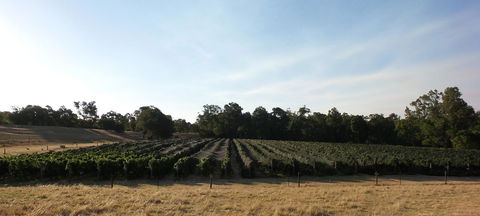 Windfall Estate Vineyard Cottage - Accommodation Kalgoorlie 28