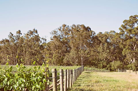 Windfall Estate Vineyard Cottage - Accommodation Kalgoorlie 23