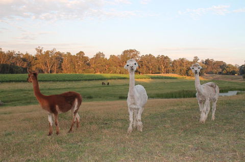 Windfall Estate Vineyard Cottage - Accommodation Kalgoorlie 21