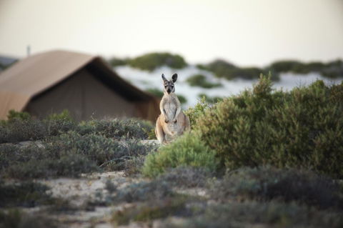 Sal Salis Ningaloo Reef - Accommodation Kalgoorlie 32