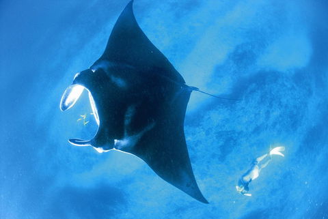 Sal Salis Ningaloo Reef - Accommodation Kalgoorlie 28