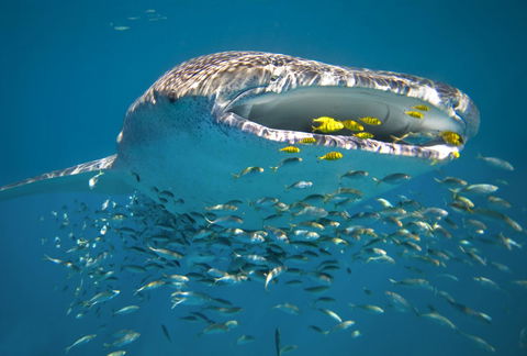 Sal Salis Ningaloo Reef - Accommodation Kalgoorlie 20