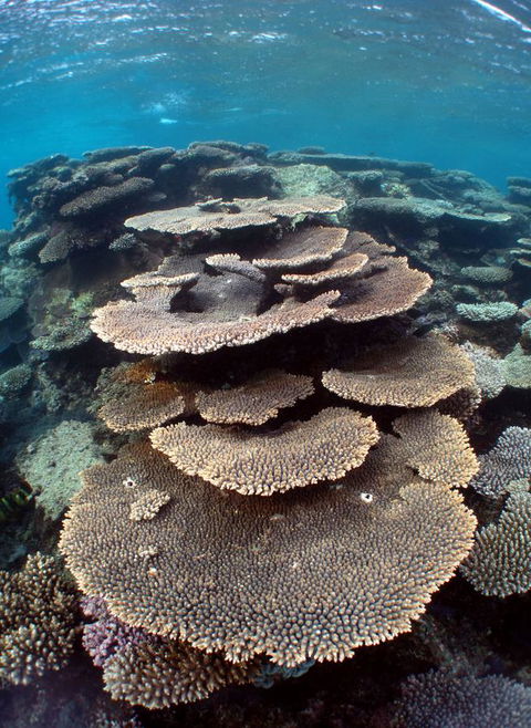 Ningaloo Coral Bay â€“ Bayview - Accommodation Kalgoorlie 6