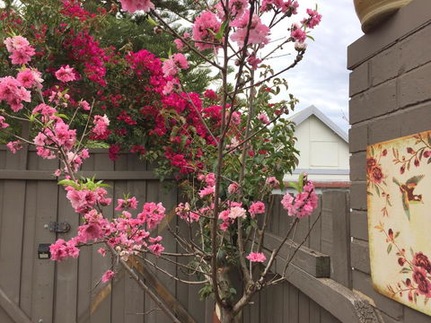 Garden Studio In Cottesloe - Accommodation Kalgoorlie 10