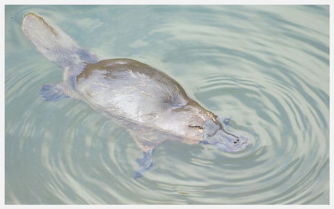 Strahan Retreat Holiday Park - Accommodation Kalgoorlie 20