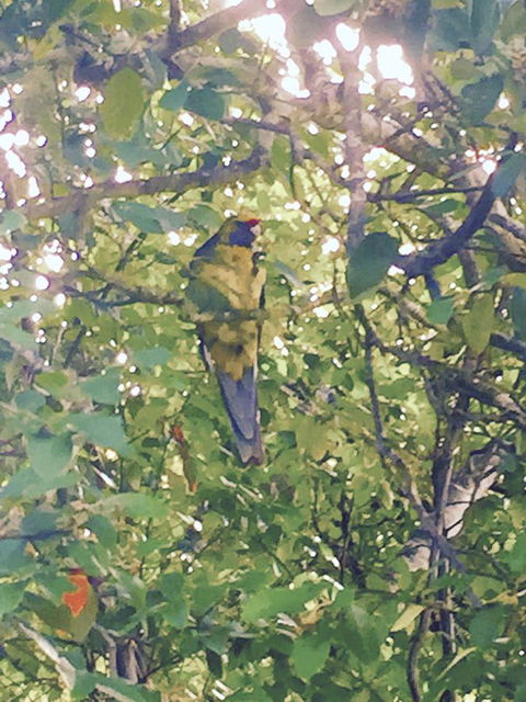 Wandering Geese Boutique Bed And Breakfast - Accommodation Kalgoorlie 24