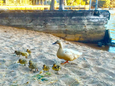 Wandering Geese Boutique Bed And Breakfast - Accommodation Kalgoorlie 3