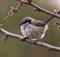 Free Spirit Pods - Accommodation Kalgoorlie