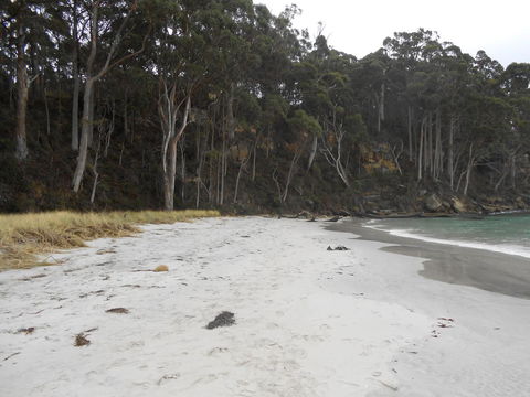 Bruny Ocean Cottage - Accommodation Kalgoorlie 12