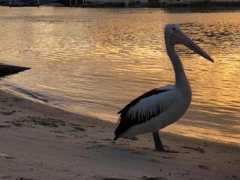 Pelican Cove Apartments - Accommodation Kalgoorlie 1