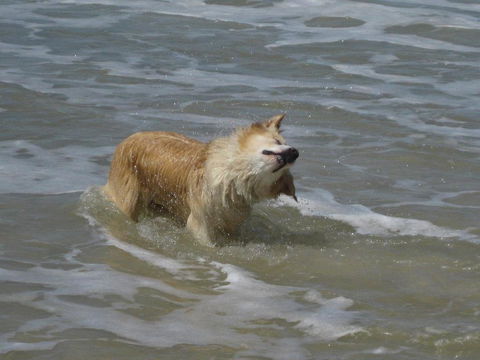 SALTY PAUSE @ BONDI HOUSE - Accommodation Kalgoorlie 2